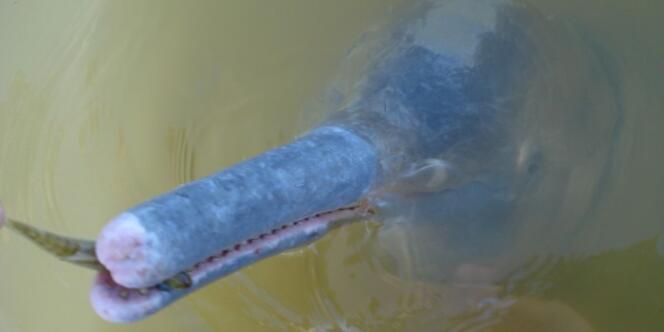 Inia araguaiaensis, un dauphin d'eau douce découvert au Brésil.