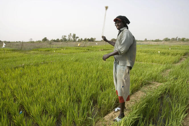 Jeune homme dans une rizière au Sénégal.