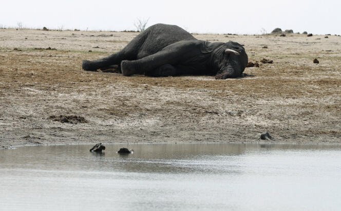 Au Zimbabwe, dans le parc national Hwange, un cadavre d’éléphant gît à côté d’un cours d’eau empoisonné par des braconniers.