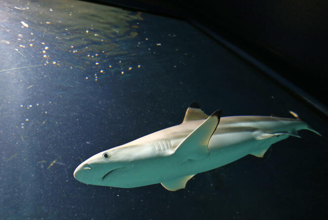 Un requin dans un aquarium de Vienne en 2012.