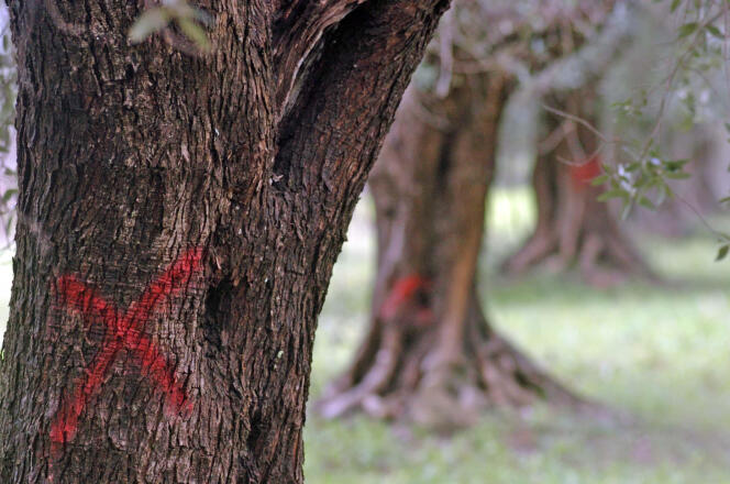 Des oliviers infectés par la bactérie « Xylella fastidiosa », dans les Pouilles, en Italie, en mars.