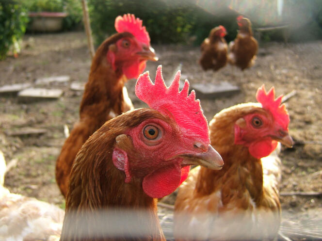 « Manger les œufs, oui. Faire la peau à mes cocottes, non ! », s'exclame Isabelle, qui élève deux poules et un coq à Saint-Denis (Seine-Saint-Denis) depuis 2013.