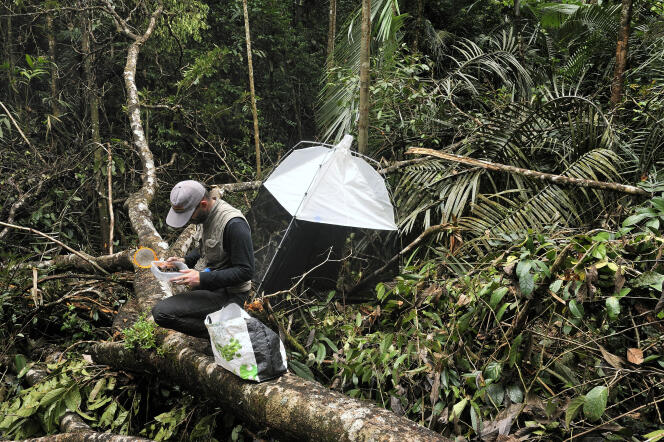 Massif du Mitaraka, Guyane française. Julien Touroult, entomologiste, relève un piège à insectes.
