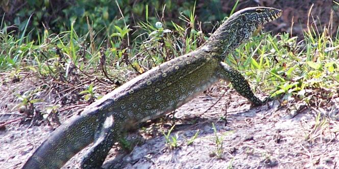 Un varan du Nil, photographie publiée par la Florida Fish and Wildlife Conservation Commission le 10 avril.