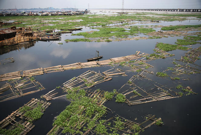 Troncs d'arbres dérivant dans le lagon aux abords de Lagos (Nigeria)