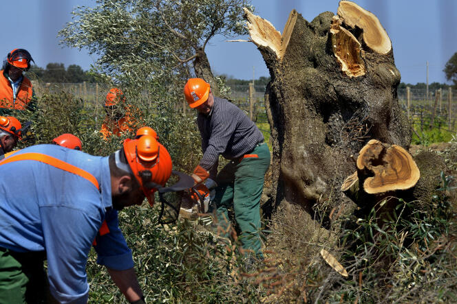 Des oliviers infectés par la bactérie sont abattus en avril dans le sud de l’Italie.