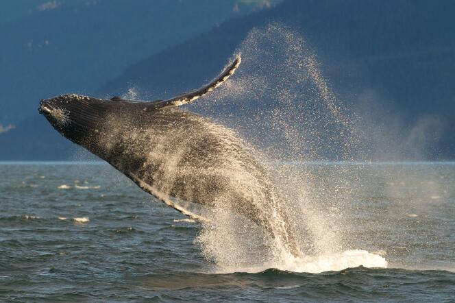 Les baleines à bosse, justicières des mers ?