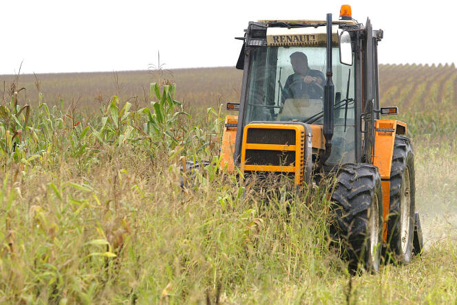 Bernard Pouey, agriculteur bio fauche pour détruire volontairement sa parcelle de maïs d'un demi-hectare 