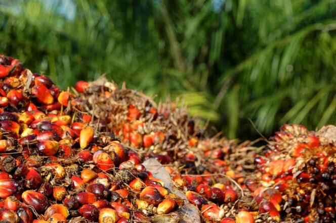 Les fruits du palmier à huile contiennent la graisse nécessaire à la fabrication de l'huile de palme.