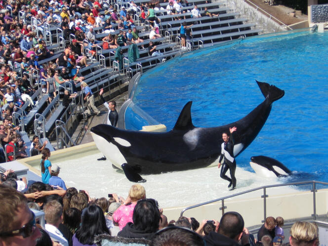 Deux orques du parc Seaworld de San Diego, en Californie, lors d'une performance.