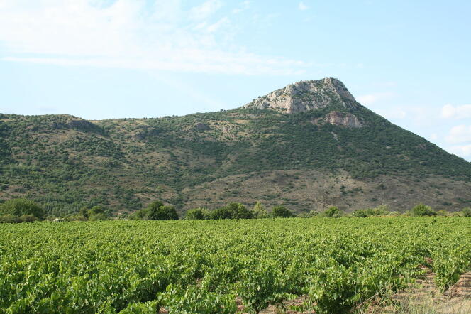Vignoble à Cabrières (Hérault).