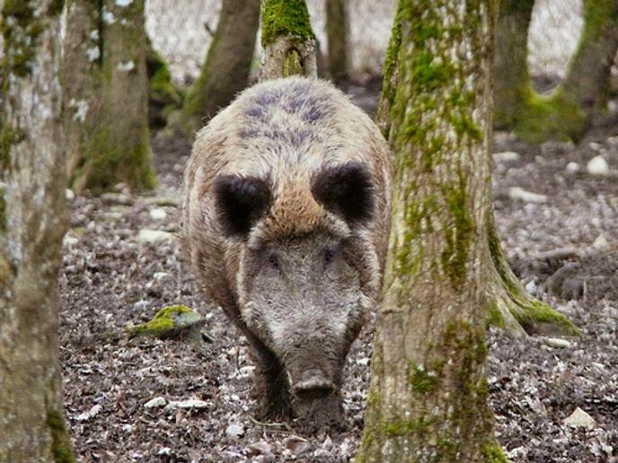 Un sanglier en Pologne, où 30 000 cochons de deux exploitations ont été abattus au printemps.