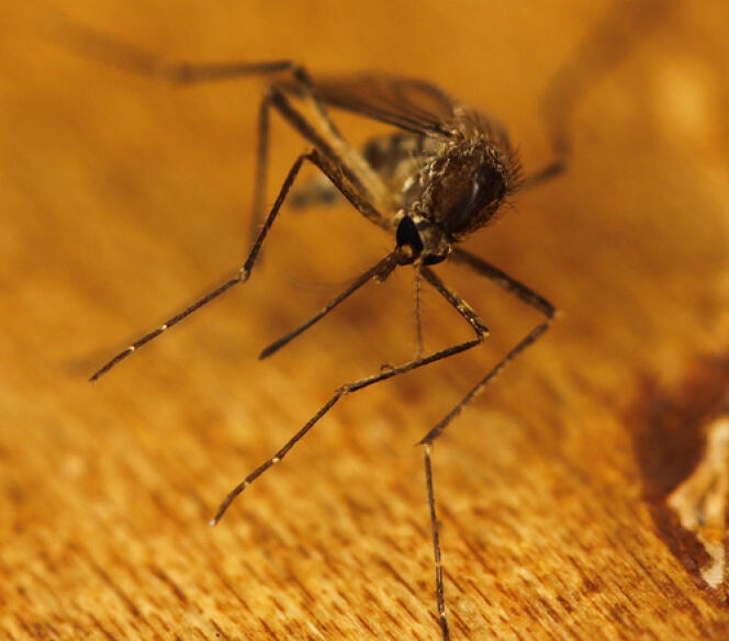 Les chercheurs de l'Institut Pasteur ont filmé une piqûre de moustique.