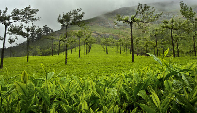 Plantation de thé à Munnar, en Inde.
