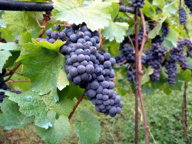 L’attrait des vins du monde étant contrebalancé par la tendance des Français à consommer local, les importateurs doivent jouer la pédagogie.