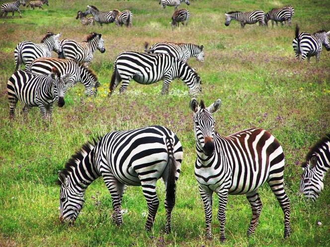 Zone de conservation de Ngorongoro (Tanzanie)