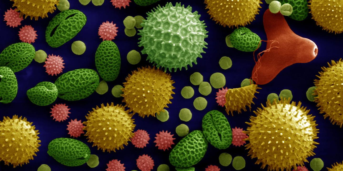 l allergie est un phenomene de civilisation