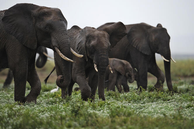 Eléphants de la réserve d'Amboseli, au Kenya, en 2012. Les études estiment qu'un éléphant est tué toutes les quinze minutes en Afrique et qu'à ce rythme, ils auront disparu en 2025.  Les ONG dénoncent le commerce de l'ivoire mais aussi la vente d'animaux pour les zoos.