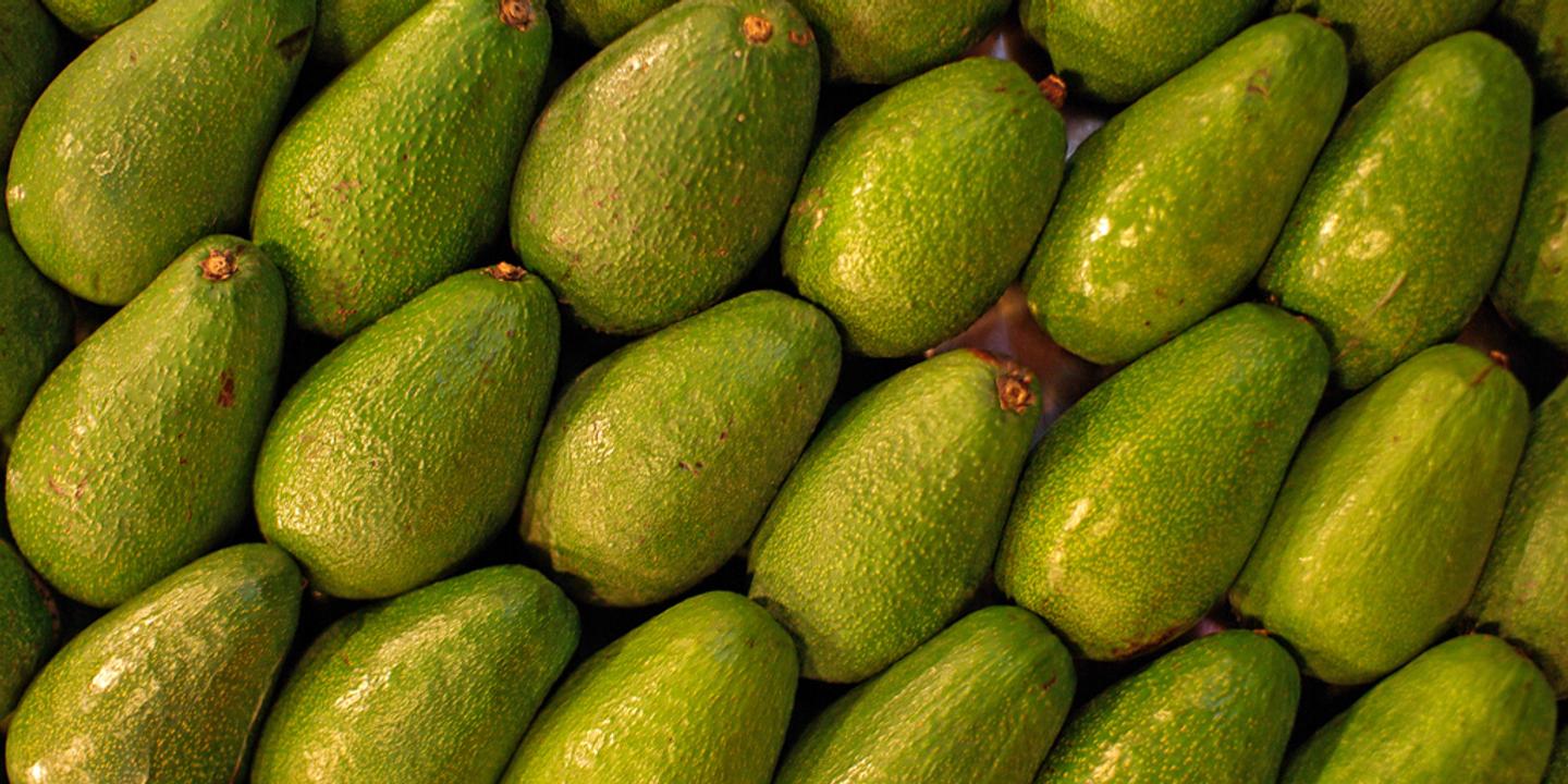 L Avocat Du Diable L Avocat Du Diable