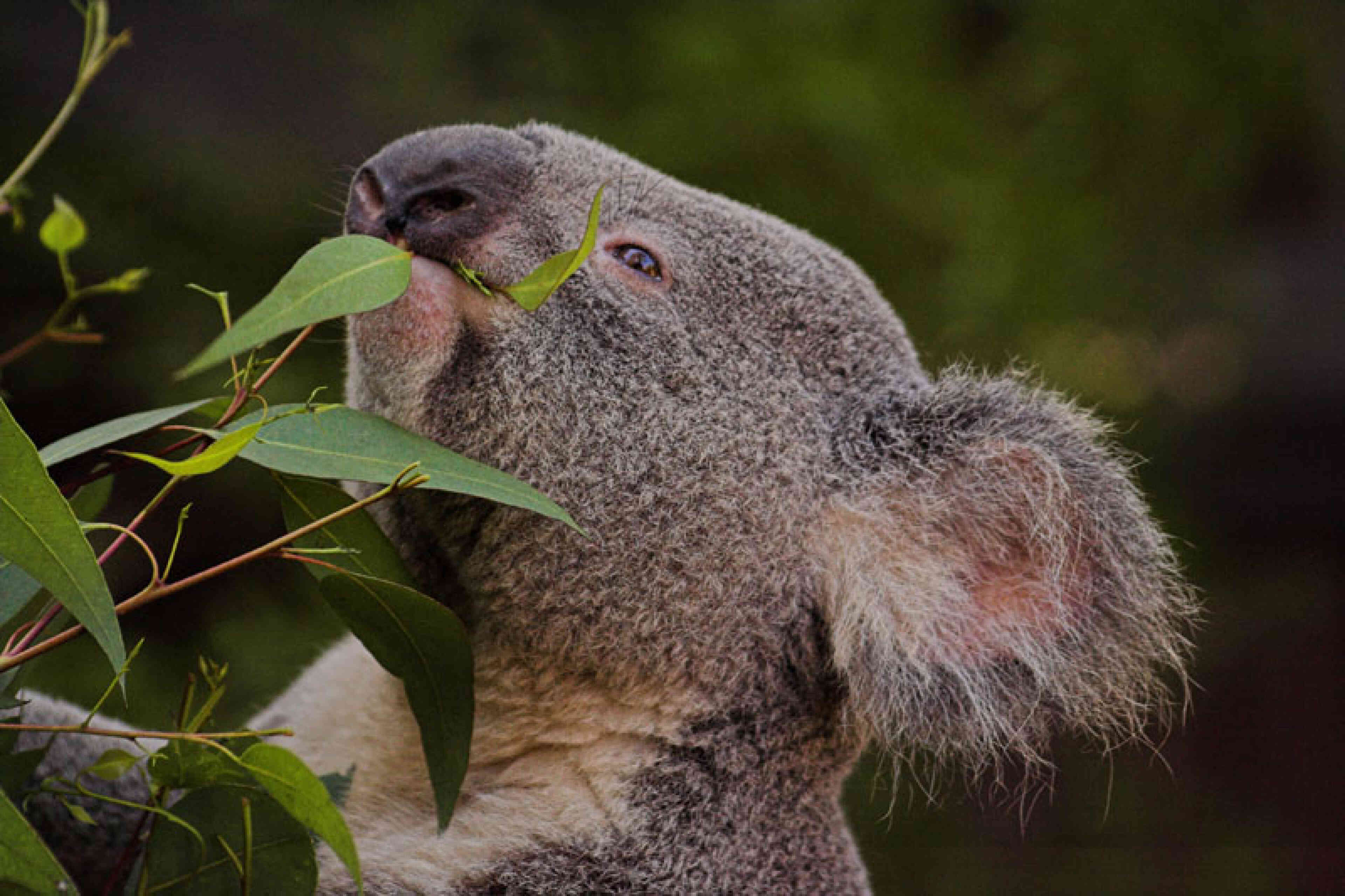 Les koalas font partie des animaux sévèrement touchés par les incendies qui ont sévi en Australie, les menaçant même d’extinction, en janvier 2020.