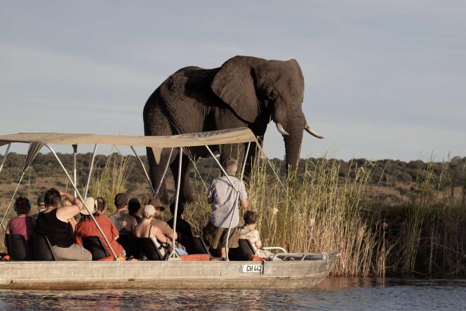 Groupe de touristes observant un éléphant au Botswana.