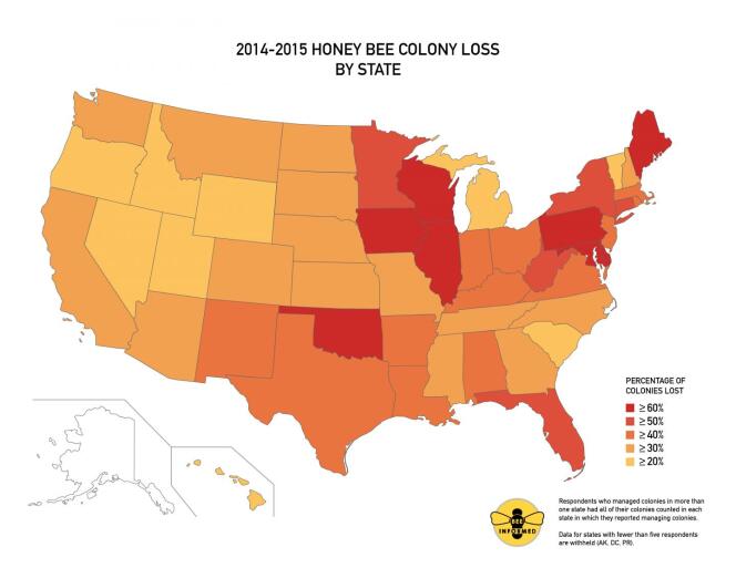 Répartition des pertes de colonies d'abeilles domestiques entre avril 2014 et avril 2015, aux Etats-Unis.