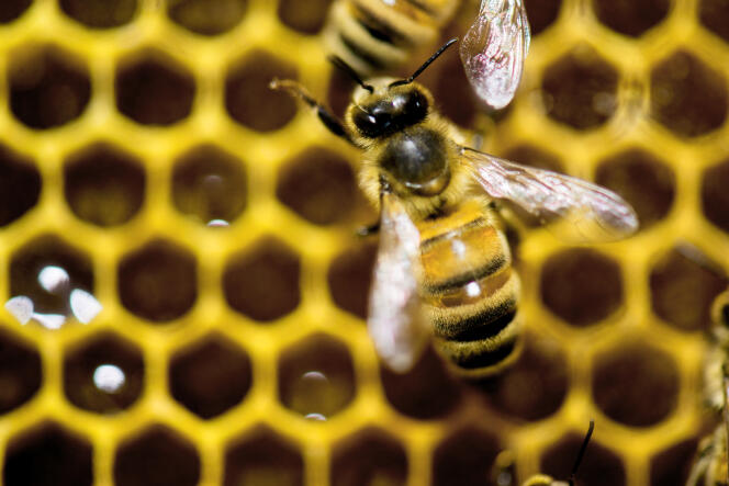 De plus en plus de start-up proposent des produits destinés aux apiculteurs.