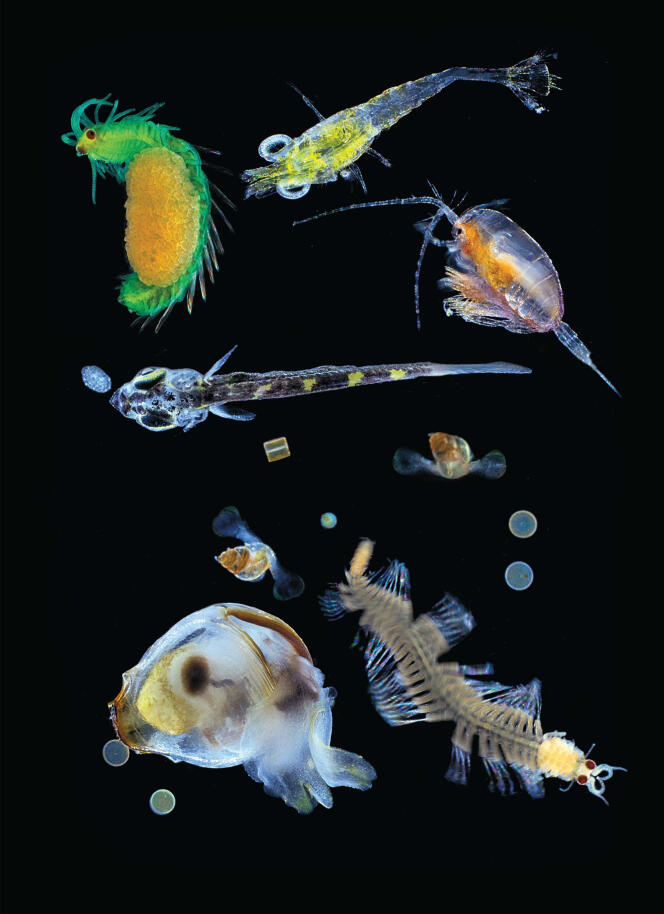 Organismes planctoniques collectés par Tara dans l'océan Pacifique grâce à un filet dont le maillage était de 0,1 mm. On trouve notamment dans cet échantillon des larves zooplanctoniques et des protistes (diatomées, dinoflagellées, radiolaires).