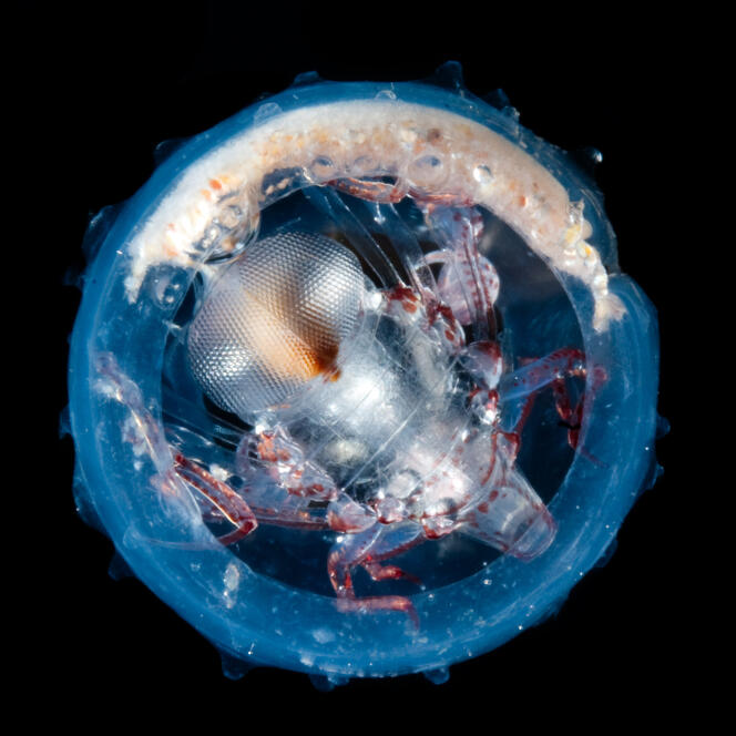 Cet amphipode parasitoïde s'abrite dans la membrane gélatineuse d'un tunicier qu'il a auparavant mangé.