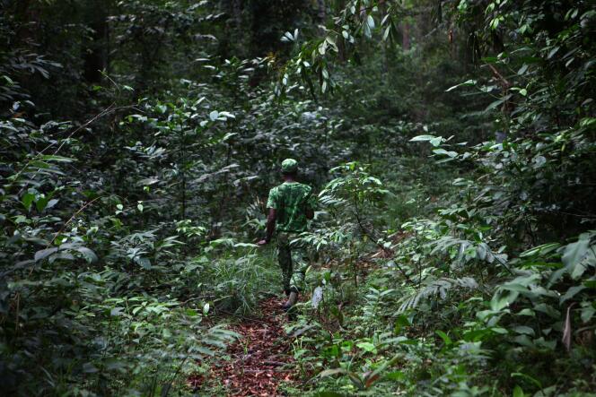 Les chemins piétonniers restent à tracer dans la réserve naturelle de l'Arboretum Raponda Walter.