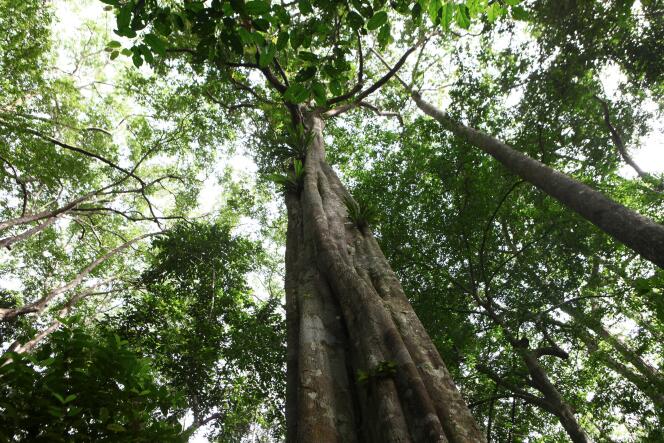 Forêt tropicale en Afrique centrale.