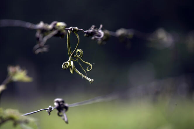 En AOP,  l'hectare de vignoble s'est négocié en moyenne autour de 136 000 euros en 2014.