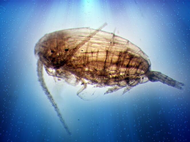Crustacé copépode, élément-clé des  systèmes biologiques marins de surface.