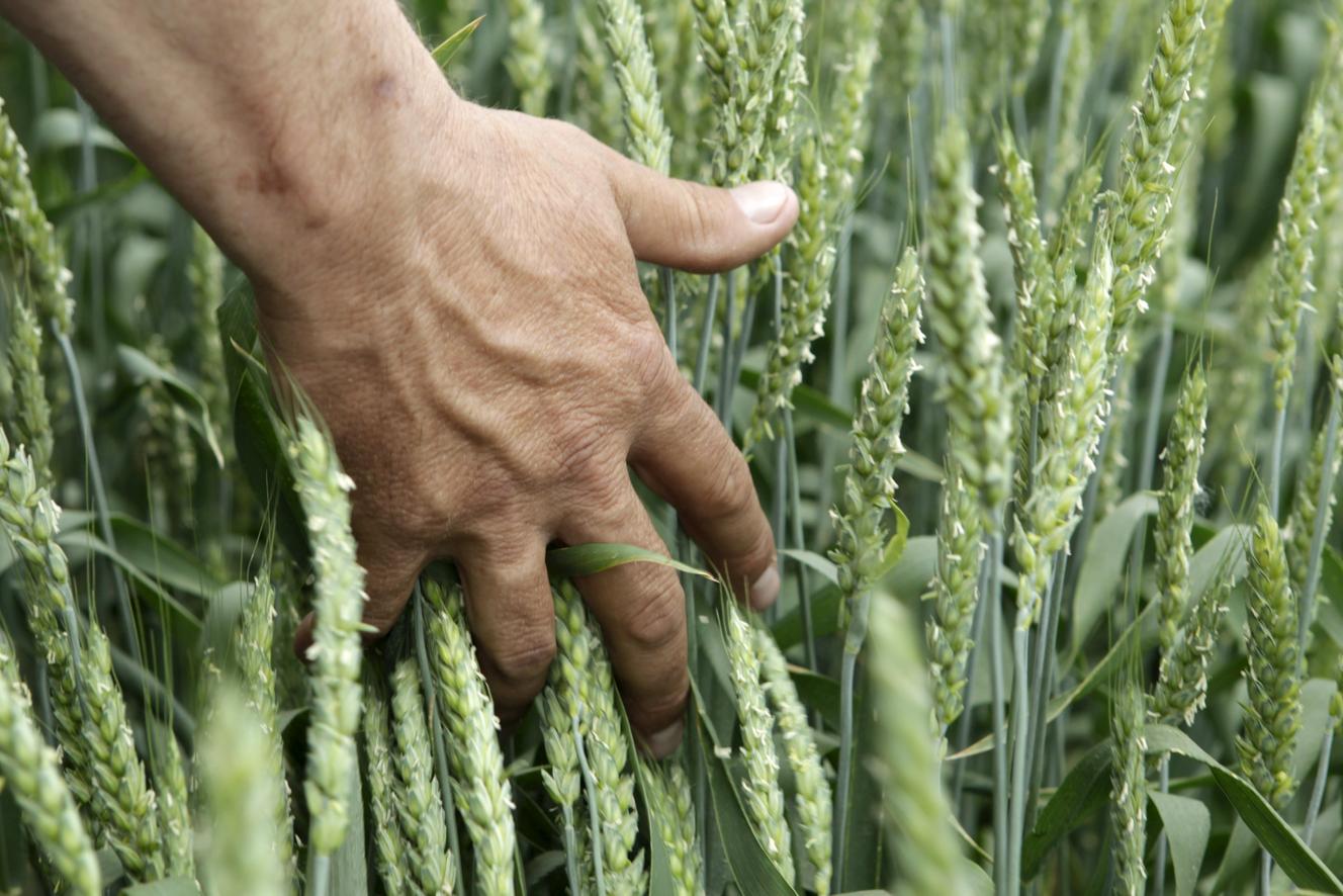 Las fructíferas cosechas de cereales han resultado, de hecho, un nuevo declive En el índice de precios de los alimentos de la FAO.'indice des prix alimentaires de la FAO.
