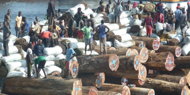 Grumes transportées sur le fleuve Congo en RDC, en direction du port de Matadi.