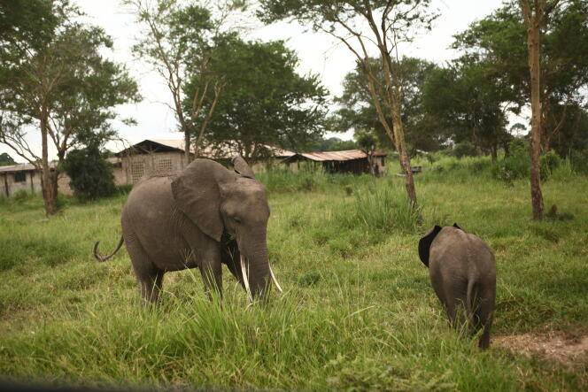 Eléphants en bordure du parc national de Mikumi au centre-est  de la Tanzanie, en février 2015.