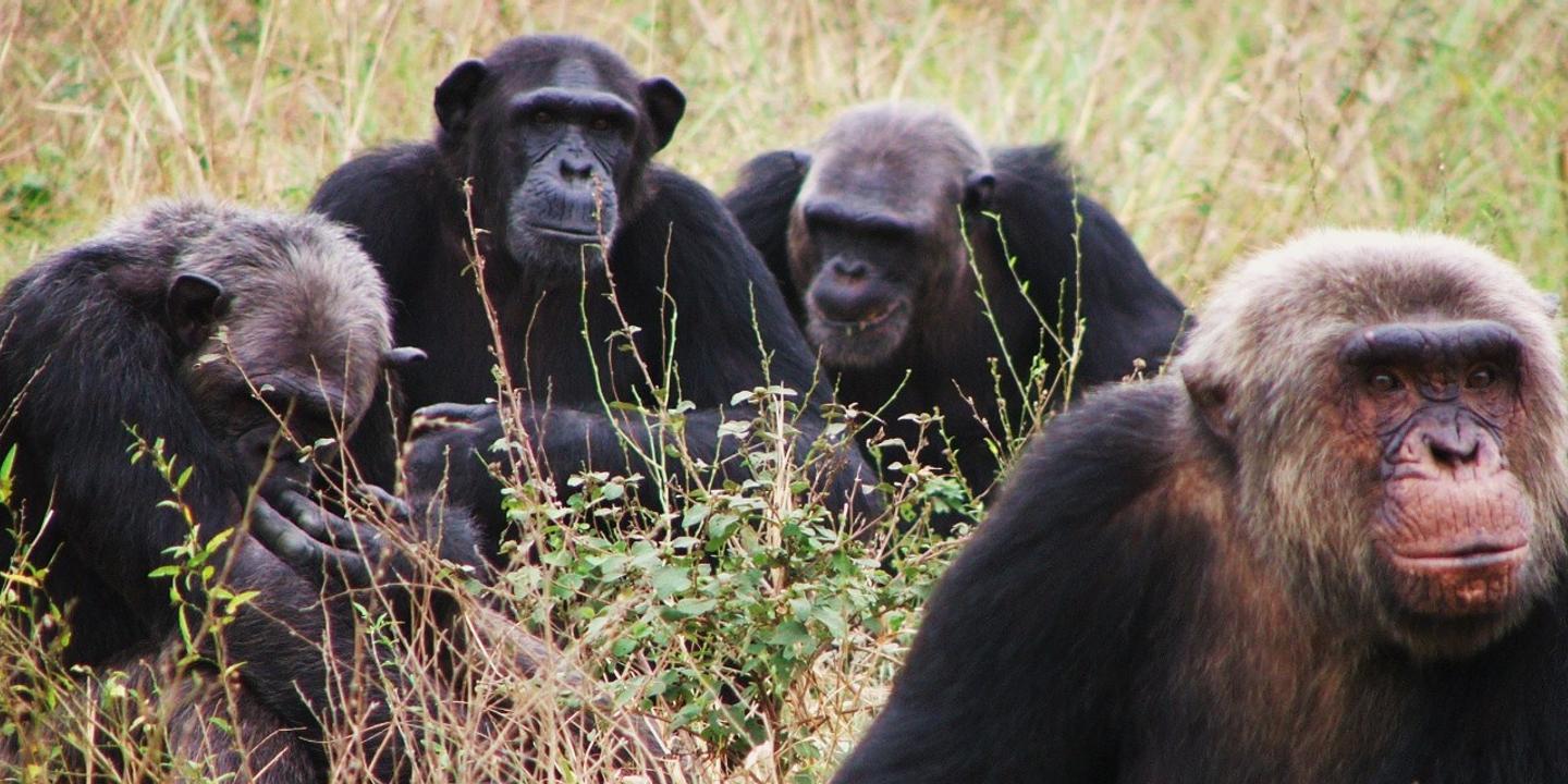 Le singe, un cuisinier qui s’ignore