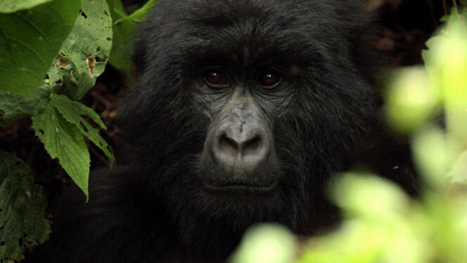La majorité des derniers gorilles des montagnes vit dans le parc national des Virunga, à l'est de la République démocratique du Congo. Ces primates géants sont aujour'hui menacés d'extinction par leurs plus proches cousins.