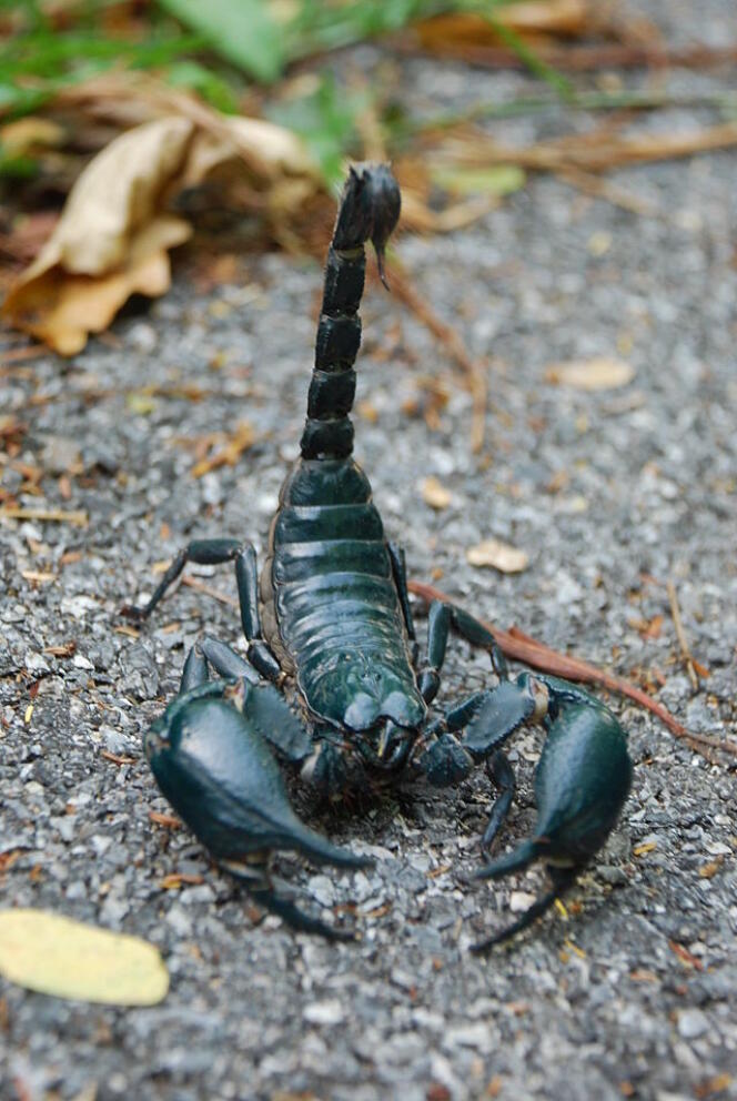 Scorpion (Heterometrus laoticus) de Thaïlande.