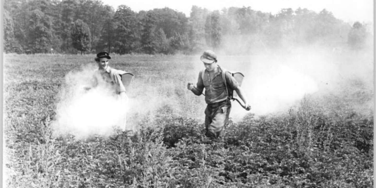 DDT : pesticide d'hier, cancer d'aujourd'hui