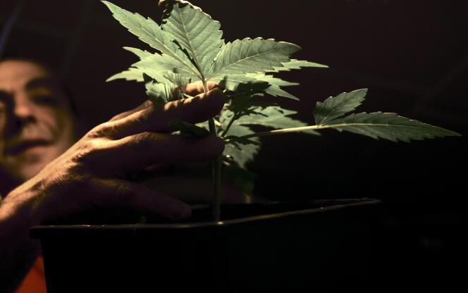 Un plant de cannabis.