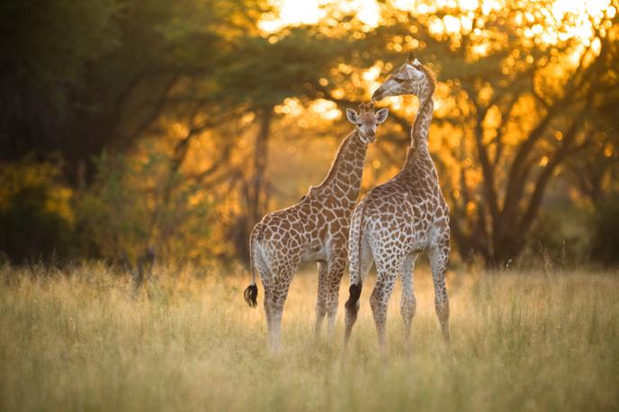 Le parc de Hwange, avec ses 14 650 km2 (la moitié de la Belgique) héberge plus de 45 000 spécimens.