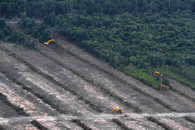Déforestation préalable à l'installation de cultures de palmiers à huile sur l'île de Borneo en Indonésie le 24 février 2014.