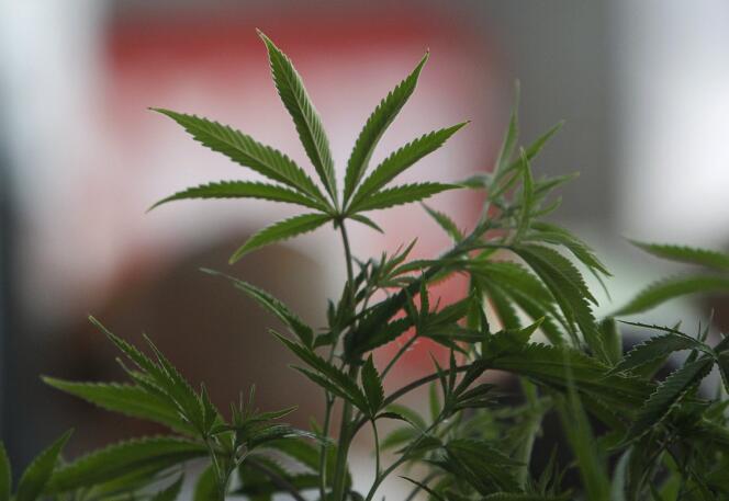 Un plan de cannabis, dans l’Oregon en juillet 2015.