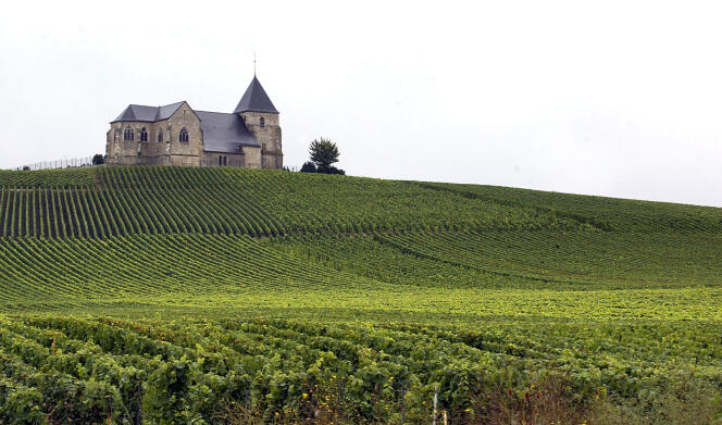 Des vignes de Champagne à Villenauxe-la-Grande, près d'Epernay.