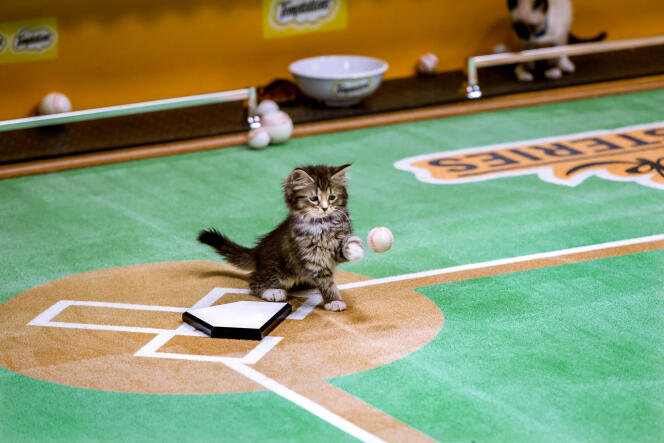 Un chaton mis en scène sur un terrain de baseball, à New York.