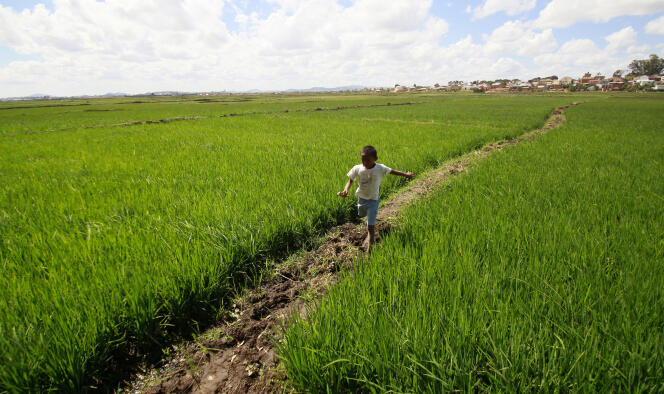 Dans une rizière de Madagascar, en 2013.