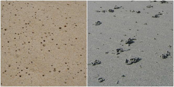 La présence de mollusques sous le sable se manifeste par des petits trous ou des serpentins de sable.