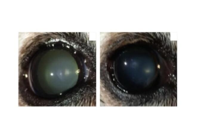 Oeil d'un chien atteint de cataracte avant (à gauche) et après traitement par un collyre à base de lanostérol : l'opacification du cristallin est réduite.