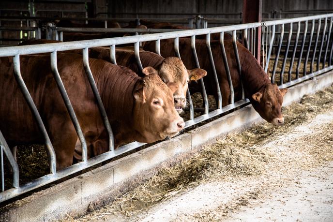 Produire De La Viande De Bœuf Combien Ca Coute A Un Eleveur